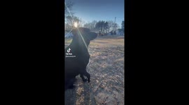 Dog enthusiastically greets favorite human from the bus