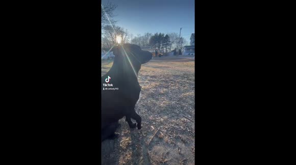 Dog enthusiastically greets favorite human from the bus