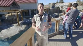 Health Checkups For These Sea Lions Is Much Easier When The Animals Participate Willingly