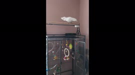 Dkaketoe met indentiteitprobleem hij denkt een hond te zijn..en blaft wat af