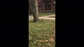 Squirrel fights with sticks