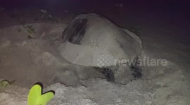 Olive Ridley turtle  laying eggs in tamilanadu south india.