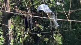 Chimps keep warm with hemp sacks as temperature drops in northern Thailand