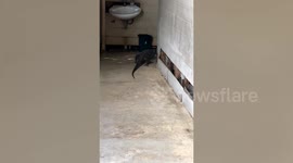 Shocked beach-goer finds huge monitor lizard prowling through public toilet in Thailand