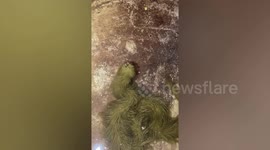 Mystery green furry snake found floating in swamp in Thailand