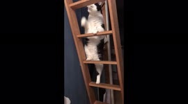 Cute cat climbs up ladder himself every night to his bunk bed