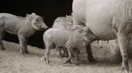 Warthog mom has her hands full with many piglets running around