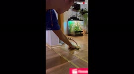 ''Horny' green iguana gets teased with a towel '