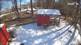 Chaotic scenes as hungry hawk breaks into coop full of chickens