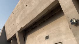 Birds enjoying a sunny day.