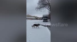 Lions and tigers rescued from a zoo in Ukraine arrive safely in Poland