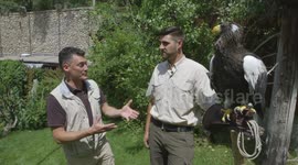 This eagle species are massive, absolute units