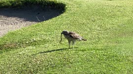 An eagle finds his next meal on a private south Florida golf course!