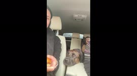 Dog eats plain hamburger after giving blood at the vets. She loves it!