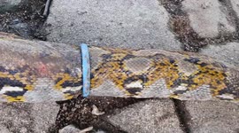 Heroic rescuers remove plastic ring stuck on python's body