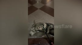 Man who refused to abandon his dog in Ukraine finally manages to make it out