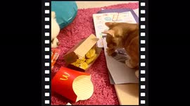 I Ordered a Casear Salad - Teacup Pomeranian Gets NO Tip as a Waitress