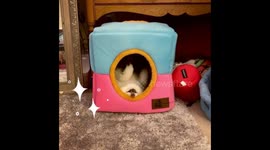 I Ordered a Casear Salad - Teacup Pomeranian Gets NO Tip for Bringing the Wrong Order!