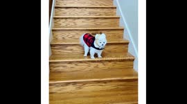 I Put Chewy's, a Teacup Pomeranian, Winter Clothes On and She MAD About It