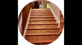 Chewy, The Sassiest Teacup Pomeranian, With Her Frog Ready to Have Him Take a Tumble Down The Stairs