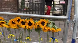 Ukraine war: sunflowers outside the Russian Embassy in London