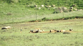 Owls Relocated Due to Human Redevelopment Now Aided By Squirrels