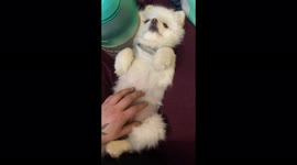 Rubbing That Soft Little Belly With Chewy, The Sassiest Teacup Pomeranian Ever