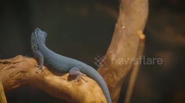Meet the Striking Electric Blue Gecko
