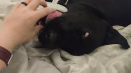 Still mine! Funny dog falls asleep with toy in mouth but bolts awake when owner tries to take it