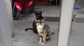 Gorgeous Cats waiting for food outside a convenience store in Thailand
