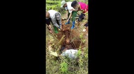 Farmer rescues cow that fell into a 3 meter deep hole in Vietnam