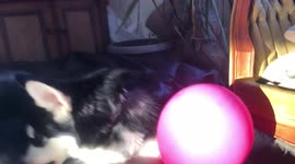 Our Alaskan Malamute Puppy Dotty enjoys playing with a balloon