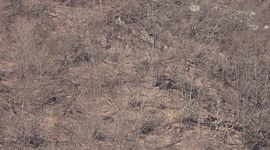 Epic aerial battle between bearded vulture and two commons ravens