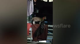 Naughty cat refuses steals owner's dress then refuses to bring it back