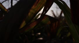 A sunny day of the summer in the cornfield, it's 6am of the country, near the riverside