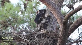 Young bald eagle test wings while mum and dad are off fishing