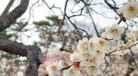 Spring In Japan: The Beautiful Plum Blossoms As Seen Up Close.