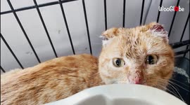 Frostbitten cat will warm your heart with their comeback story