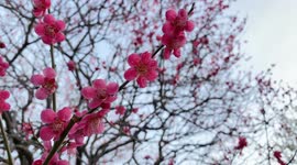 Spring In Japan: The Beautiful Plum Blossoms As Seen Up Close.