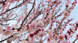 Spring In Japan: The Beautiful Plum Blossoms As Seen Up Close.