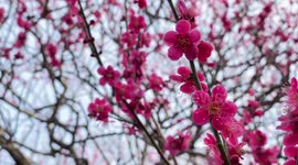 Spring In Japan: The Beautiful Plum Blossoms As Seen Up Close.
