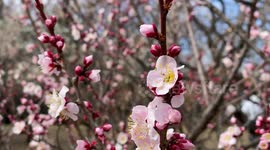 Spring In Japan 2022: The Beautiful Plum Blossoms As Seen Up Close.