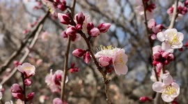 Spring In Japan 2022: The Beautiful Plum Blossoms As Seen Up Close.