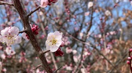 Spring In Japan 2022: The Beautiful Plum Blossoms As Seen Up Close.