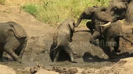 I don't need help, Mom! Trio of baby elephants willfully escape deep mud without assistance