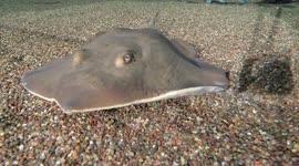 Feast your eyes on fantastic feeding time for stingrays