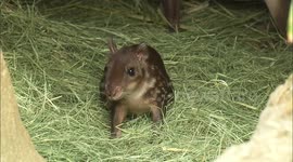 Pumpkin and Paisley Are a Mother, Baby Piglets That Have Such a Special Bond