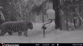 Endangered Amur tiger captured in stunning camera trap picture