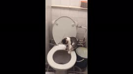 Curious cat falls in the toilet