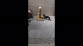 Little cat Snow playing and jumping